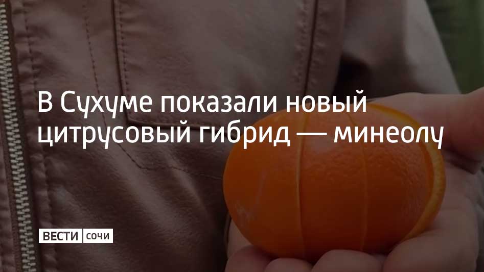 На ежегодном фестивале “Мандарин” в Сухуме был представлен новый сорт цитрусовых — абхазская минеола