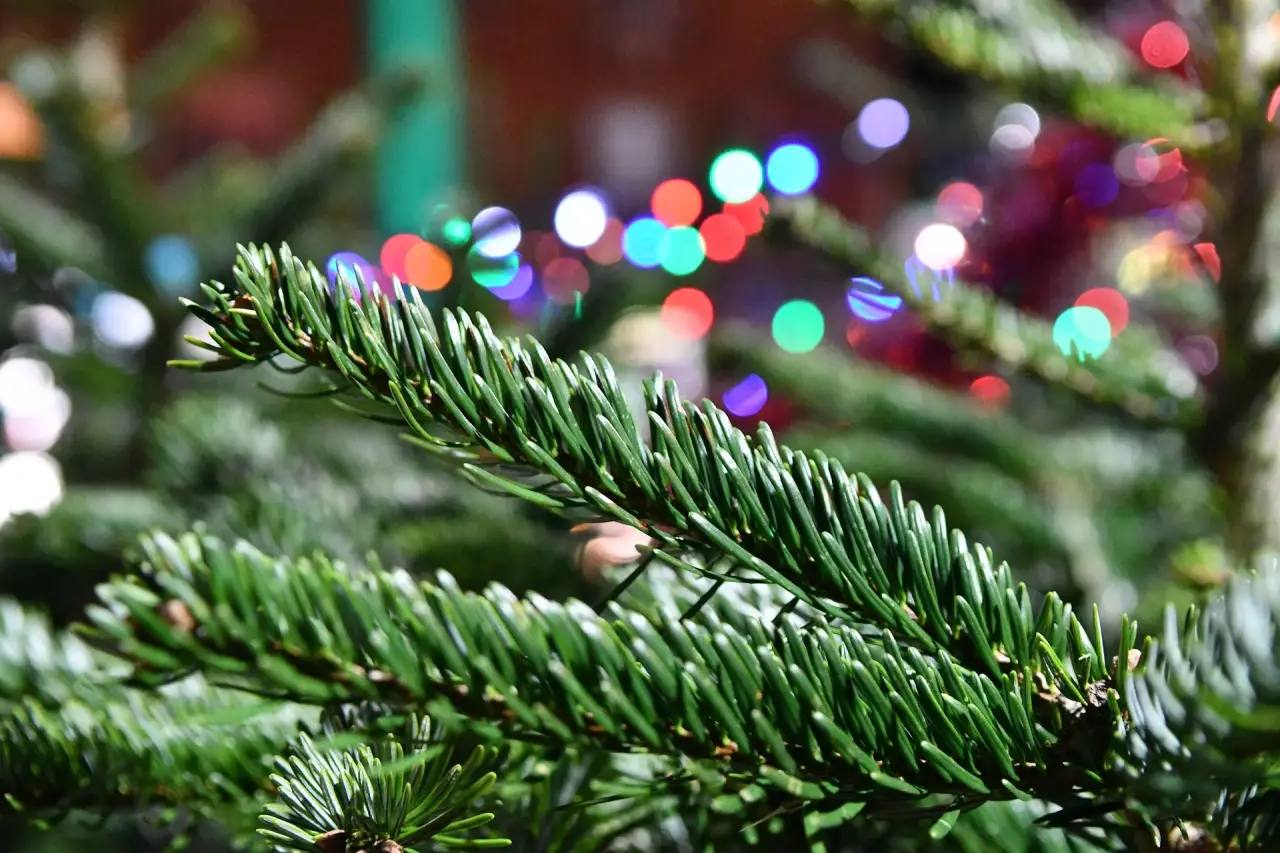 В Краснодаре принимают новогодние деревья на экологичную переработку