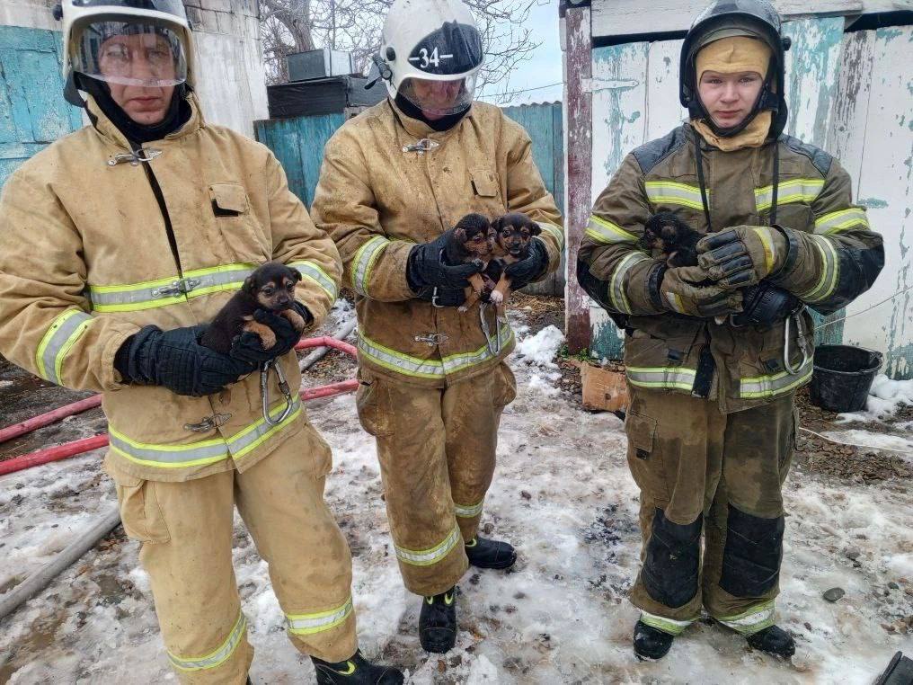 В Краснодарском крае пожарные спасли из огня четырёх щенков
