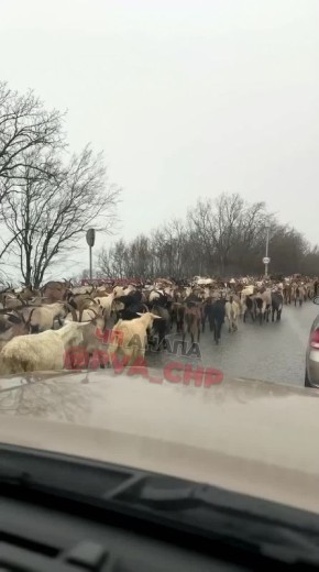 Движение в районе Анапы встало из-за козлов, двигающихся по встречке