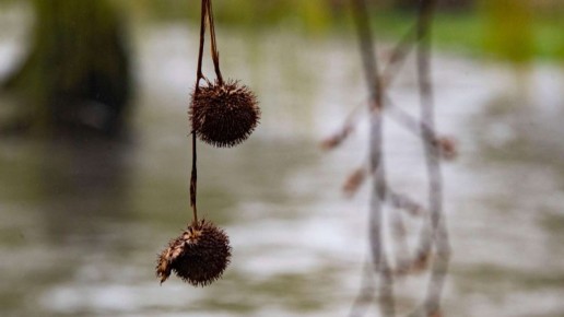 Реки на Кубани поднялись до неблагоприятных отметок