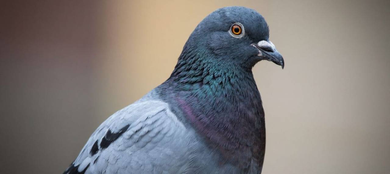 Голуби массово мрут в трёх муниципалитетах Кубани