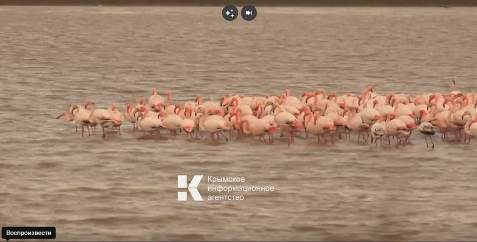 � ����� �������� ���� ��������