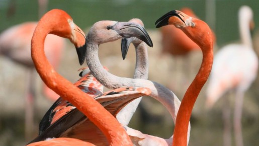 � ���� ��������� ��������