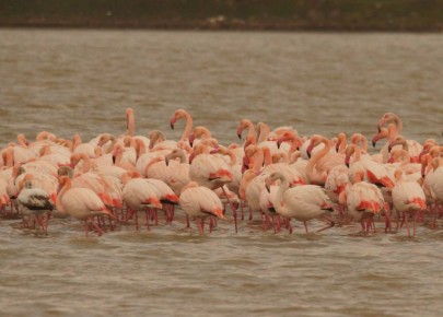 � ����� �������� ���� �� 160 ��������