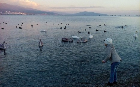 Не навреди: как кормить птиц зимой – советы от специалистов Новороссийского филиала ЦОК АПК