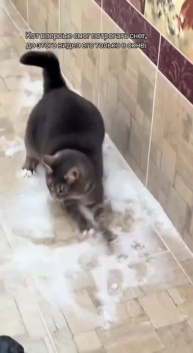 ������������� ���, ������� ������� ������ ����