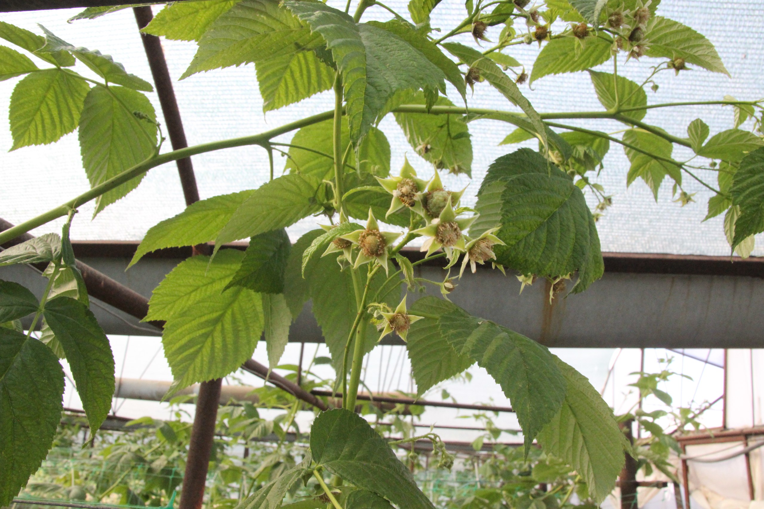 В 2025 году малые формы хозяйствования Ейского района получили из краевого бюджета более 14 млн рублей субсидий