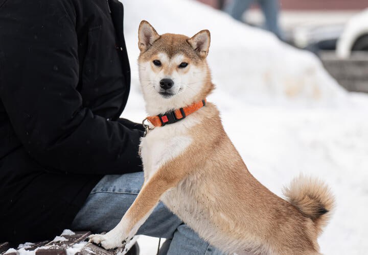 Во время атак БПЛА жители Кубани надеются на собак, которые предупреждают об опасности раньше, чем городские сирены