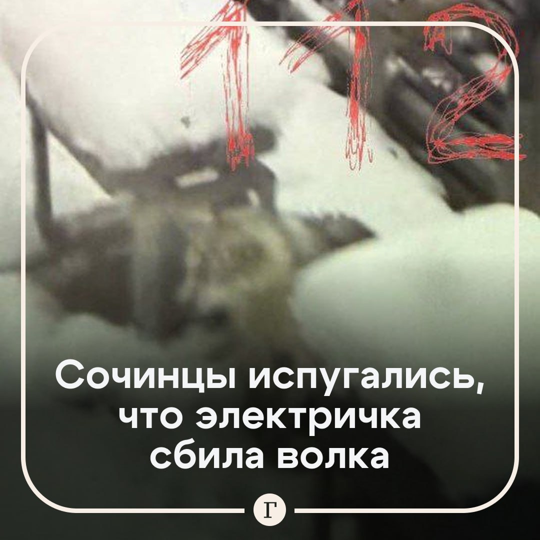 В Сочи электричка сбила хаски, которую местные приняли за волка