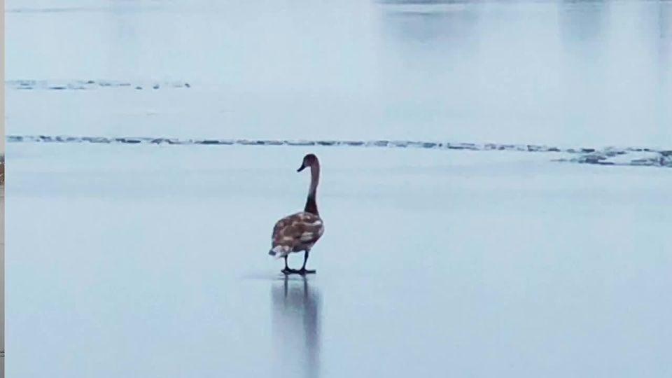 ������-��������� �� ���� ���������� ������������� ���������