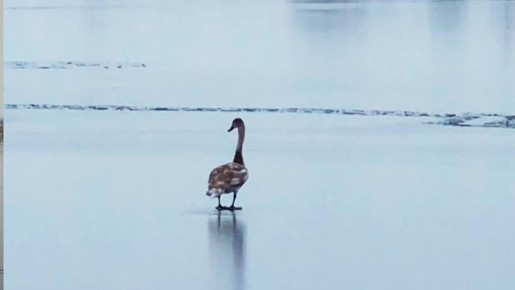 ������-��������� �� ���� ���������� ������������� ���������