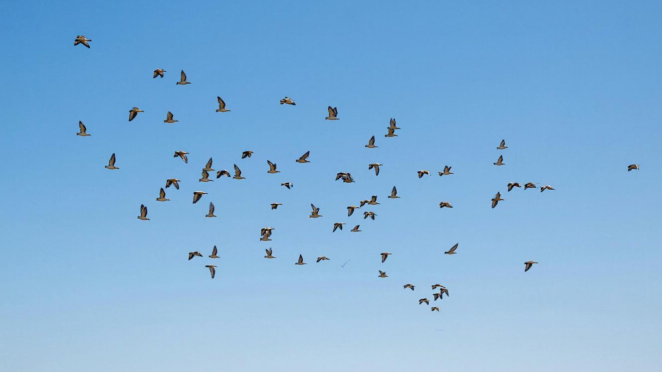 Кубань стала птичьей столицей России