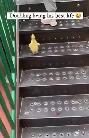 � ���� �������� ������, ������� ����� ���� ������ �����