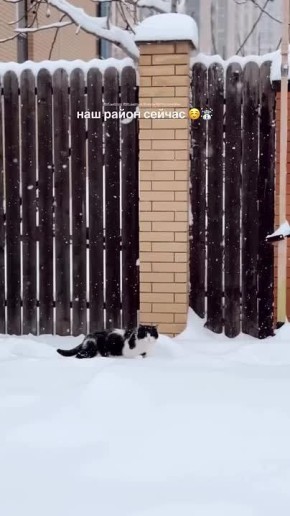 ������ ���������, ������ ���������