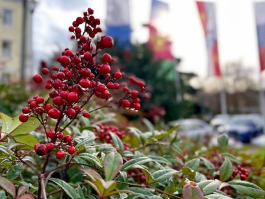 ������ ����, ������� ����!