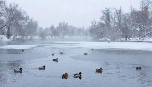 ������ �������� �� ������