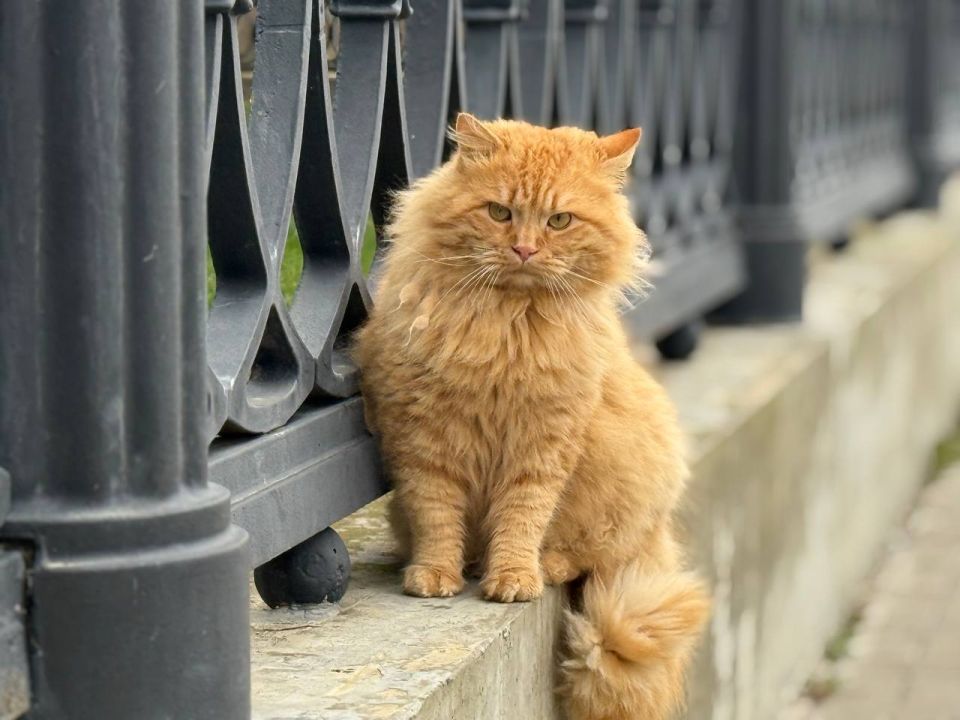 ����������. ����� �������� ������� � ����� ������ ������������ ������