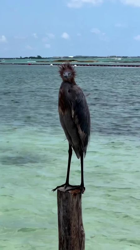 ���������: ���� �������