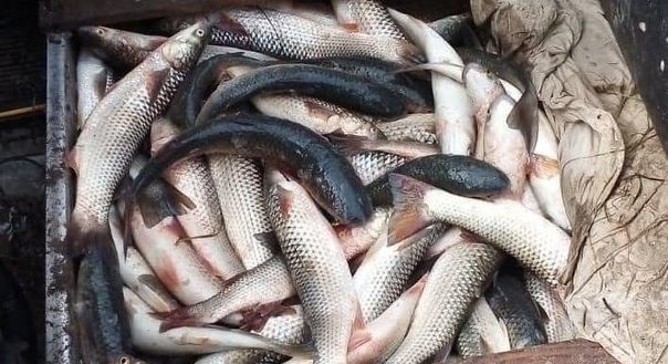 �������������� �������������� ���� ���������� ������ �� ���������� ����������� ������� ������ ������������� ��������