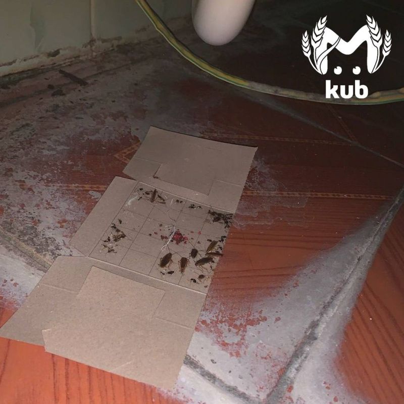 Тараканы оккупировали палаты и ванную комнату детской инфекционки в Туапсе