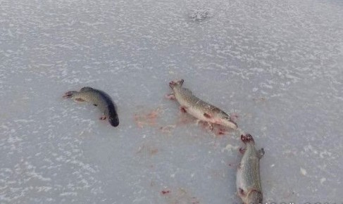 ���� �� ����������� ������ � ���������-��������� ������