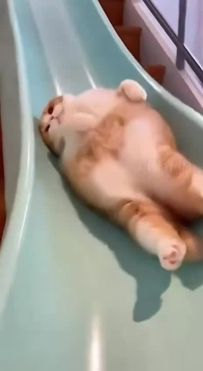 ������� � ��������