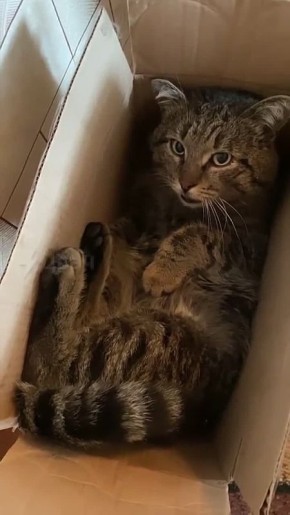 Учёные объяснили, почему коты так обожают коробки