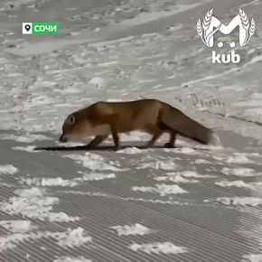 ��, ��������, �������� � �������� ��� �������� �� ������?