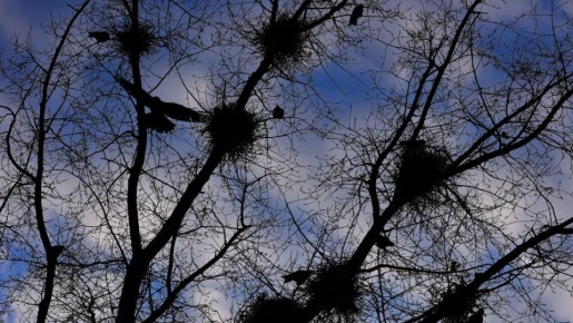 "����� ����� �����, �� ����": ����� ��� � �� �����. �������� ������� ����