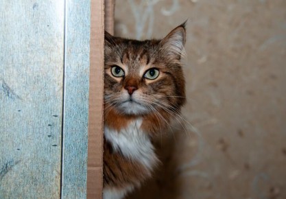 ��� ����� ��������� ��������, ������� �������� �������� �� ����� � �����