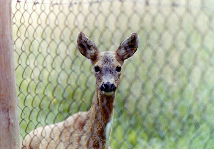 В окрестностях Сочи расплодилось столько бездомных собак, что они стали угрозой для диких животных в лесу