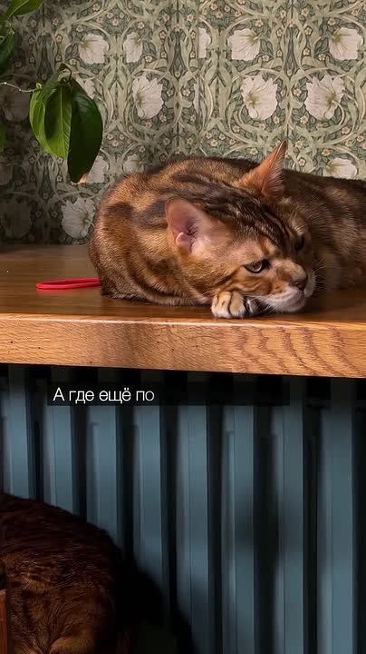 ��� ��� �������� ������ ����� ����