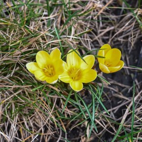 Крокусы выглядывают в парке Галицкого