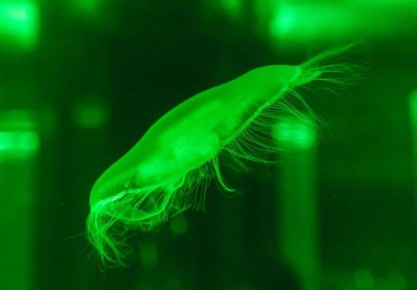 Глубоко в океане учёные обнаружены существа, ранее неизвестные науке