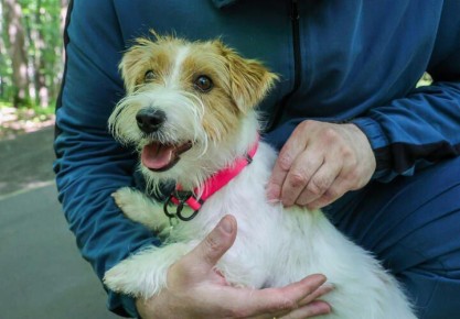 Готовьтесь: с приходом тепла наступают клещи