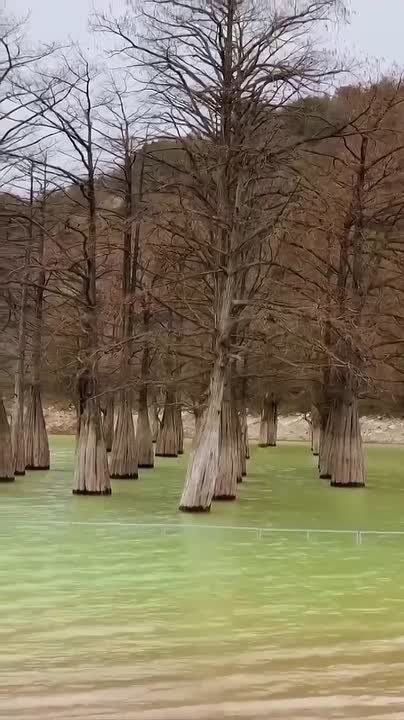 Уникальное кипарисовое озеро под Анапой наполнилось водой