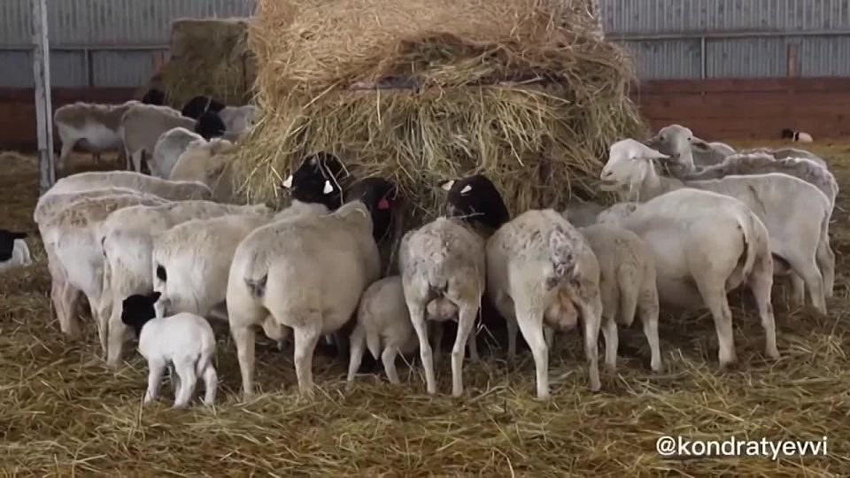 �������� ����������: ���� �� �������� ����������� ����������������� ��������� - ����� ��������� ��������� ������ � ��������� ������