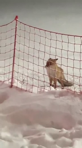 � ��� ��� �� ��� �������?. ������ ������ �� ������ ������ � ����