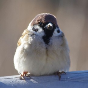 Воробьев в России не только пересчитали, но и выявили причину их ожирения: птицы массово жиреют из-за фастфуда
