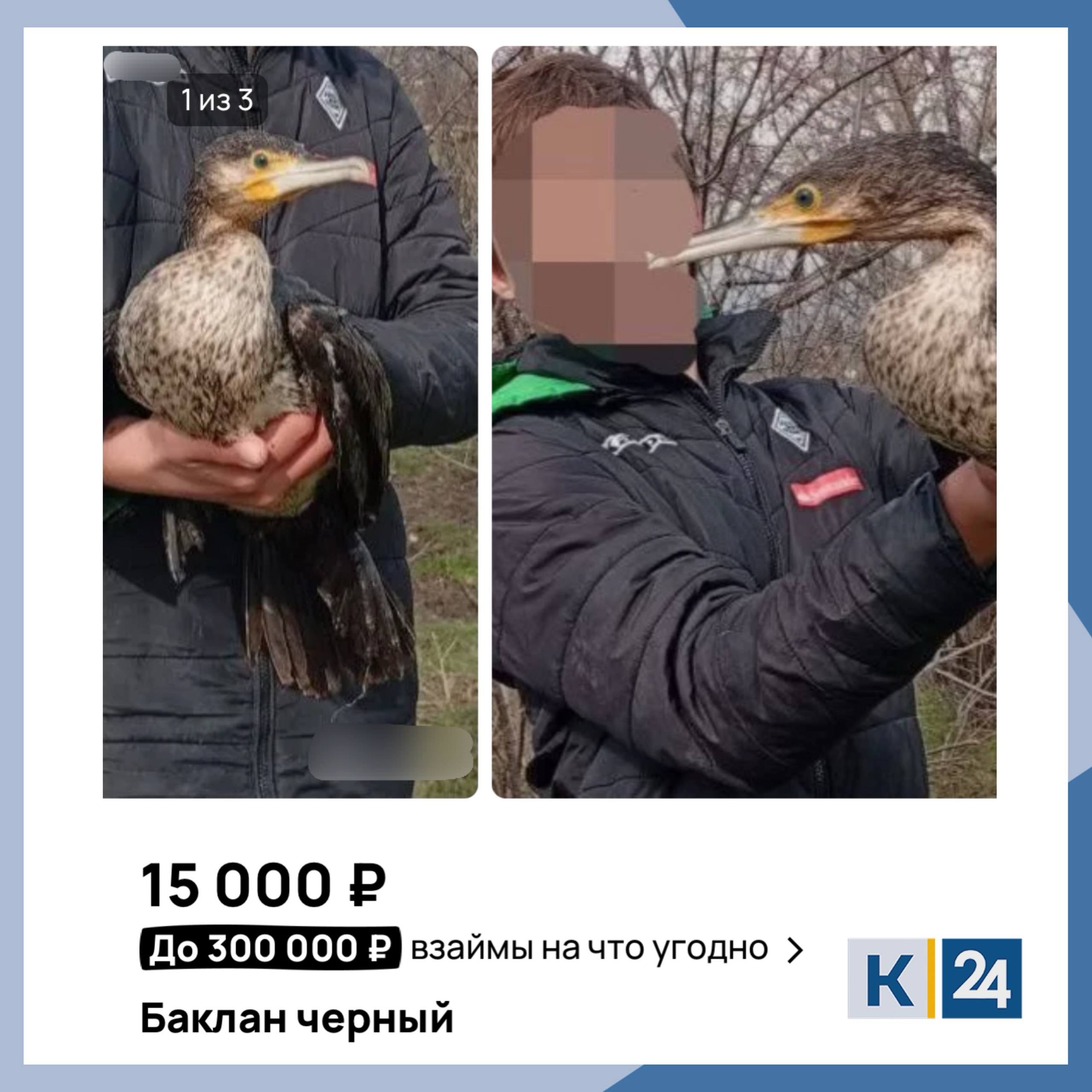 Краснокнижных бакланов продает в интернете анапчанин