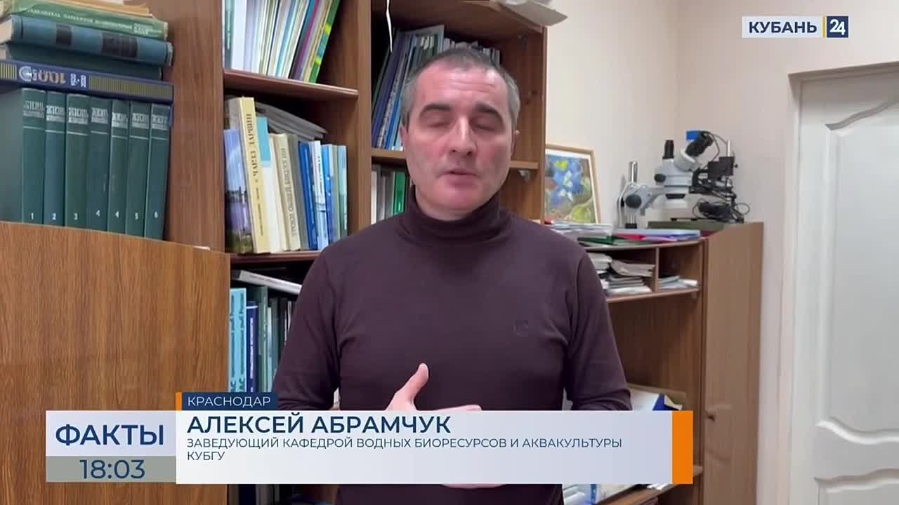 Дефицит кислорода и сильное похолодание могли стать причиной гибели рыбы в Ейском лимане