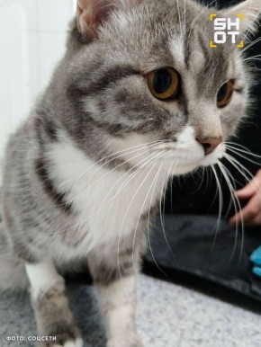 В Иркутской области произошел пушистый прецедент: пенсионерка решила освежить тюль, но не заметила, что ее кот спрятался в барабане и уснул