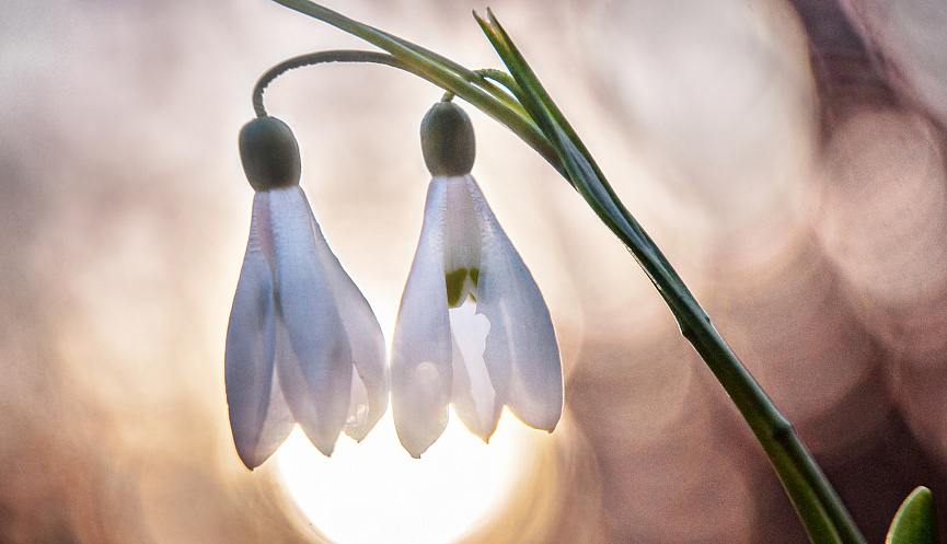 Первоцветы под охраной: сбор для продажи и любые действия, ведущие к уменьшению их численности, запрещены законом