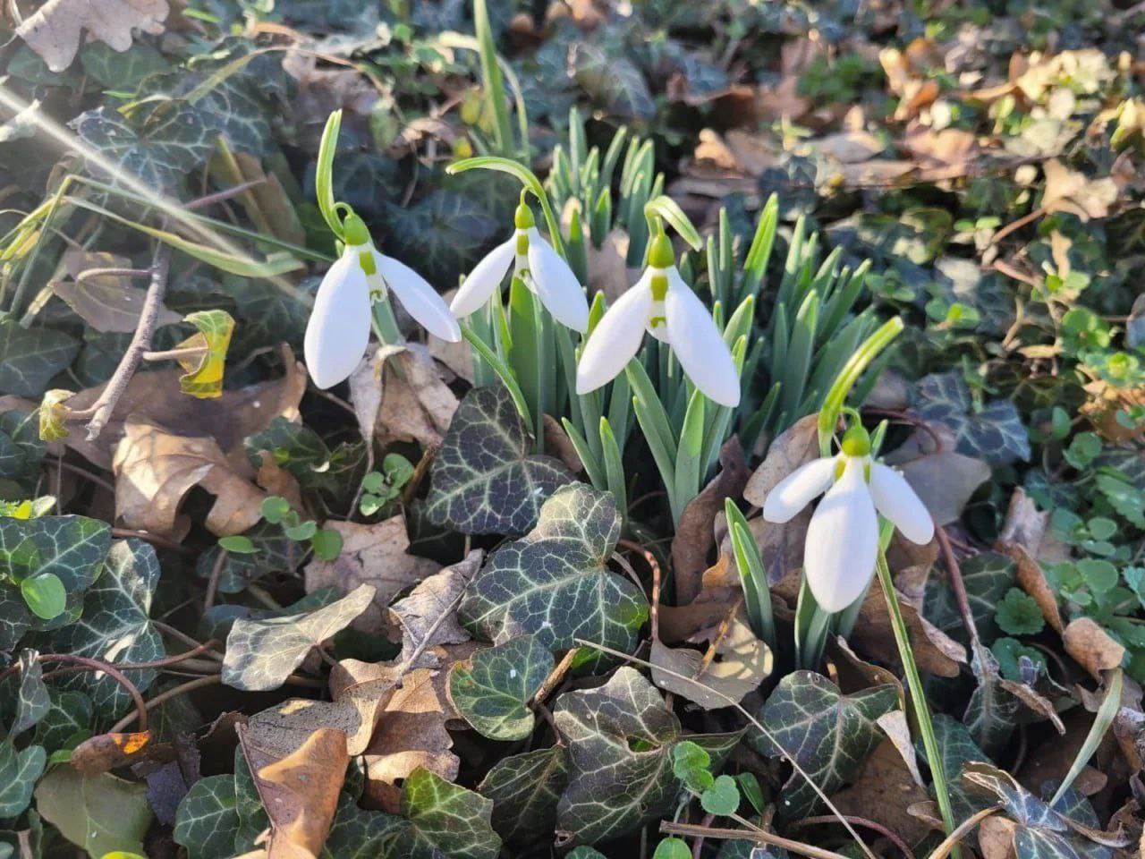 ЗА ПРОДАЖУ КРАСНОКНИЖНЫХ ПЕРВОЦВЕТОВ ПРЕДУСМОТРЕНА АДМИНИСТРАТИВНАЯ ОТВЕТСТВЕННОСТЬ