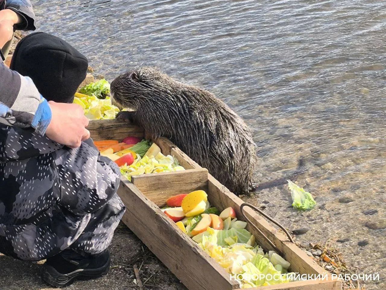 Новороссийские нутрии передают привет