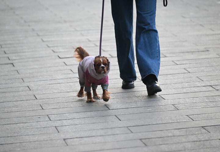 На Кубани будущая неделя выдастся дождливой и ветреной