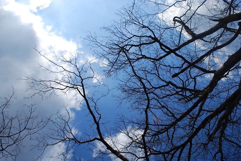 Новая неделя на Кубани начнется по-весеннему