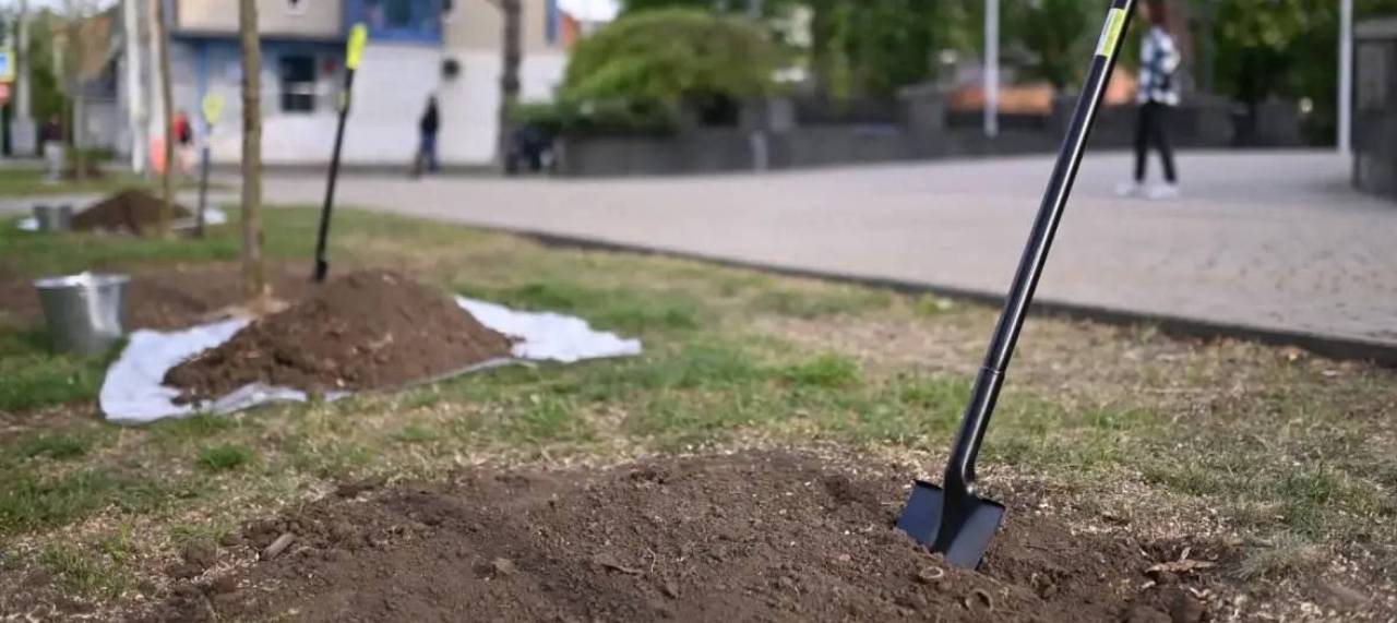 В Краснодаре готовятся к весеннему озеленению