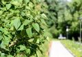 В Краснодаре озеленят ещё шесть улиц